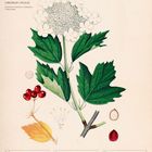 "November 2027, 45. Woche. Gewöhnlicher Schneeball Illustration. Kalender mit Pflanzenskizze und Kalenderdaten."