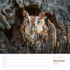 November 2027, 45. Woche, Kalenderansicht. Eine Eule sitzt in einer Baumhöhle.