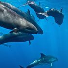 Ich kann keinen Text erkennen. Eine Gruppe von Delfinen schwimmt in klarem blauem Wasser.