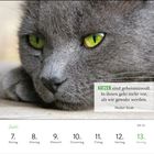 Zitat: "Katzen sind geheimnisvoll. In ihnen geht mehr vor, als wir gewahr werden." – Walter Scott. Ein Kalenderbild mit grauer Katze.