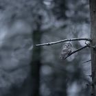 Eine Eule sitzt auf einem Ast in einem verschneiten, dunklen Wald.