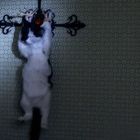 Ein schwarz-weißer Kater klettert an einem kreuzförmigen Wandobjekt mit verzierter Struktur.