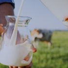Zwei Hände halten Krug und Gefäß. Milch wird auf einer grünen Wiese eingegossen, am Horizont steht eine Kuh.