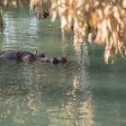 Ein Flusspferd schwimmt in klarem Wasser, halb untergetaucht. Überhängende Blätter am oberen Rand.