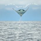 Text: "Ich glaube, da waren doch Zwiebeln im Salat..." Ein großer Rochen springt aus dem Wasser in einen bewölkten Himmel.