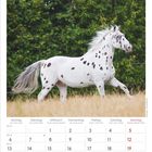 Kalender September 2027 mit einem Foto eines galoppierenden weißen Pferdes mit schwarzen Flecken vor grünen Büschen.