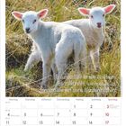 „Freundschaft ist wie ein Baum: Es zählt nicht, wie hoch er ist, sondern wie tief seine Wurzeln reichen.“ Zwei Lämmer. Oktober 2027.