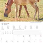 Kalenderseite September 2027, Fohlen mit Stute auf einer Wiese. Feiertage: Weltkindertag 20., Herbstanfang 23., Eidg. Bettag 26.