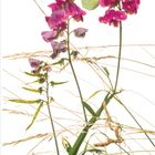09, Wicken (Vicia). Schmetterling und pinke Blüten mit Gräsern auf weißem Hintergrund. Kalenderdarstellung.