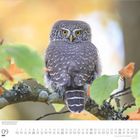 Kalenderseite für September, Dumont. Ein Sperlingskauz sitzt auf einem Ast, umgeben von grünen und orangen Blättern.