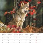 Kalenderblatt für Oktober mit einem Wolf vor rotem Herbstlaub. Feiertage: 3. Tag der Deutschen Einheit.