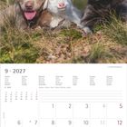 Kalender für September 2027. Drei junge Tiere, zwei Hunde und ein weißes Zicklein, liegen lieblich beisammen auf Gras.