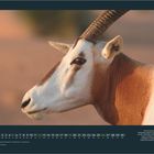 Kalenderseite "September", zeigt ein Porträt einer Säbelantilope mit eindrucksvollen Hörnern im Profil.