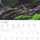 Kalender für September 2027 mit Wochentagen in mehreren Sprachen. Bild eines farbenfrohen Bankivahuhns auf einem Ast.