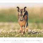 Kalendarium mit Tagen von 1 bis 31 und Monat 8 · 2027. Ein Hase läuft über eine blühende Wiese.