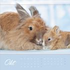 „Okt“ steht oben in eleganter Schrift. Kalender für Oktober. Zwei flauschige Kaninchen liegen eng nebeneinander.