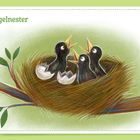 Text "Vogelnester". Illustration: Drei schwarze Küken in einem Nest auf einem Ast, zwei Eierschalen.