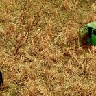 Kein Text vorhanden. In einem trockenen Feld steht ein alter, grüner, verlassener Wagen mit offener Tür. Eine Person in dunkler Kleidung ist zu sehen.