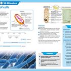 **Day 1 - 30 Minutes**  
**Structure of cells**  
**Prokaryotes:** einfache Zellen, kleiner als Eukaryoten, ohne Zellkern.  
**Eukaryotes:** komplexer mit Zellkern und Organellen.  
**Summary:** Zellen sind lebenswichtig, Kategorien: Prokaryoten, Eukaryoten.