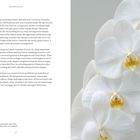 "Beautiful Blooms. Orchids in Keukenhof, April 2014." Rechts weiße Orchideen, harmonisch und elegant in Szene gesetzt.
