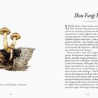 Überschrift: "How Fungi Feed". Text über die Ernährungsweise von Pilzen. Illustration: Pilze auf Holz.