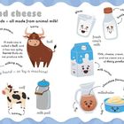 "Milk and cheese. There are lots of dairy foods — all made from animal milk!" Illustration: Kühe, Milchprodukte, Kind.