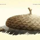 Texte: "Finally, Choko Choko can be still. He whispers to himself, 'Be the acorn.' And falls fast asleep..." Illustration einer Eichel.