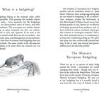 What is a hedgehog? The Western European Hedgehog. Skizze eines Igels auf einem Felsen.