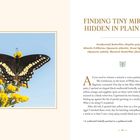 FINDING TINY MIRACLES HIDDEN IN PLAIN SIGHT. Schwarzer Schmetterling sitzt auf gelber Blume unter blauem Himmel.