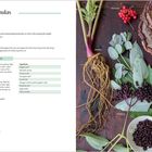 "Winter Formulas. Daily Immunity. Stay-Well Steam. Zutaten: Angelica, Bee balm, Calamus, Eucalyptus, Fennel, Orange, Rosemary, Sage, Thyme."