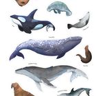 "Marine Mammals" zeigt Illustrationen von Meeressäugern: Orca, Manatee, Harbor Seal, Sea Otter und mehr in lebhaften Farben.