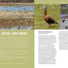 DUCKS, GEESE, AND SWANS. Informationen über Entenarten und -verhalten, darunter das Prachtkleid männlicher Enten. Links: fliegende Enten über einem Feuchtgebiet; rechts: ein Schwarzbauch-Pfeifente.