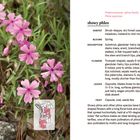 **Nr. 291:** Polemoniaceae—phlox family, Phlox speciosa, showy phlox. Habitat: Shrub-steppe, dry forest openings.