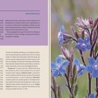 Text: "ALKANET, Anchusa, BORAGINACEAE." Links Text über die Pflanze. Rechts blau-violette Blüten mit grünem Hintergrund.