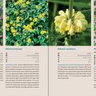 Phlomis cashmeriana, fruticosa, russeliana, tuberosa. Lilac, yellow Blüten. Pflegehinweise: Sonnenstand, Blütezeit.