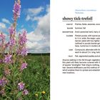 Text beschreibt "showy tick-trefoil" mit Details zu Habitat, Blüte, Blume, Blatt, Frucht. Links rosa Blüten im Feld unter blauem Himmel.