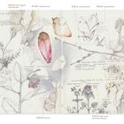 Eine Doppelseite eines Skizzenbuchs mit botanischen Illustrationen und Beschriftungen wie "hairy bittercress" und "spicebush flowers".