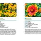 Links: "Black-Eyed Susan" mit gelben Blüten. Rechts: "Blanket Flower" mit gelben, orange-roten Blüten. Beide Pflanzen sind Stauden.