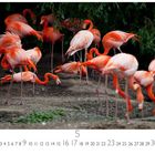 Flamingos und Zahlen 1-31, darunter steht "5". Eine Gruppe lebhafter Flamingos steht nahe einem Teich.