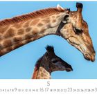 Text: "Giraffenmamma mit Fohlen"
Eine Giraffe und ihr Junges vor blauem Himmel. Darunter Kalendertage und Nummer 5.