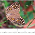 Text zeigt Kalenderdaten für Mai. Ein Schmetterling mit braunen, orange-gelben Mustern sitzt auf einem grünen Halm.