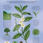 „Tee – Camellia sinensis“. Die Pflanze zeigt Blätter und Blüten. Texte erklären Anbau und Eigenschaften von Teeblättern.