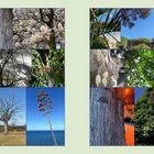 #onephotoaday032. Verschiedene Naturfotos: Baumrinde, blühende Magnolien, kahle Äste, grüne Blätter und Bäume am Meer.