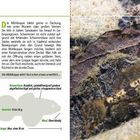 Text: Mühlkoppe / Groppe. Beschreibung und Merkmale eines kleinen Fisches. Bild: Zwei Mühlkoppen in ihrer natürlichen Umgebung.