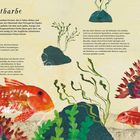 Text: "Rotbarbe" und Infos über ihre Lebensweise. Illustration: Rote Fische, Algen, Korallen und Seesterne unter Wasser.