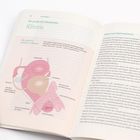 Linke Seite zeigt ein Diagramm: "Die weibliche Anatomie im Becken". Rechte Seite: Text beginnt mit "Klitoris zum Nachvollziehen".