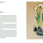Text oben: "Freuen werden sich die Wüste und das dürre Land, jauchzen und sich freuen wird die Steppe und blühen wie eine Narzisse." Auf der linken Seite steht ein Artikel über Narzissen in grüner Schrift. Rechts ist eine fotografierte Narzissenpflanze mit weißen Blüten und freigelegten Wurzeln auf braunem Hintergrund.