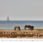 5. Mai-Kalender mit Wochentagen. Drei Pferde auf einer Küstenwiese, Segelboot im Wasser, Dänemark, Limfjord.