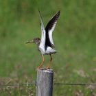 Ein Vogel mit ausgebreiteten Flügeln steht auf einem Holzpfosten in einer grünen Wiese.