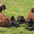 Fünf braune Schafe mit gelben Ohrmarken liegen entspannt auf grüner Wiese.